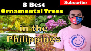 The flowers somewhat resemble the badminton ball tree. 8 Best Ornamental Trees In The Philippines Youtube