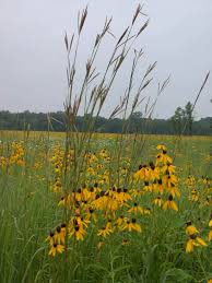 Check spelling or type a new query. Big Blue Stem Native Grass Jpg 1536 2048 Prairie Planting Prairie Garden Grass Seed