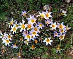 Image result for Romulea