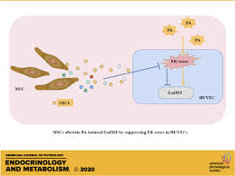 Typically the law will be consistent whether it is a rental property or a personal home. Mesenchymal Stem Cells Alleviate Palmitic Acid Induced Endothelial To Mesenchymal Transition By Suppressing Endoplasmic Reticulum Stress American Journal Of Physiology Endocrinology And Metabolism