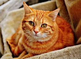 Your pet is an important part of your family, and when he or she is ill, you want the best medical care available. Veterinarian And Animal Hospital In Blaine Mn Blaine Family Veterinary Hospital