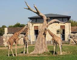 Ogród zoologiczny w zamościu) is a zoological garden located in the city of zamość, lublin voivodeship in poland.it was established in 1918 and currently contains 2524 animals and 312 species covering the area of approximately 13 hectares. Zoo Zamosc Przewodnik Po Zamosciu I Roztoczu