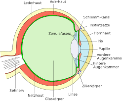 Glaskorper Wikipedia