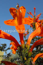 This flower graphic has been extracted from copyright free books and are carefully color corrected. Tecoma Capensis Cape Honeysuckle Buy Seeds At Rarepalmseeds Com