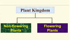 Flowering plants are the most advanced plants in the kingdom plantae. Effective And Creative Lesson Plans For Teachers By Teacher Lesson Plan Of Plants Flowering Non Flowering Plants