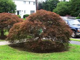 Maybe you would like to learn more about one of these? Trimming Trees Brookline Espalier Trees In Needham Natick Ma