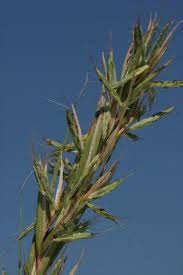 Image result for Cymbopogon caesius