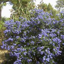 Maybe you would like to learn more about one of these? Ceanothus Arboreus Trewithen Blue Californian Lilac Tree