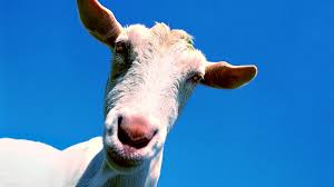 The series debuted on september 21, 2015, on cartoon network, and continued with new episodes beginning on october 5, 2015, on boomerang. Bbc Learning English The English We Speak Get Somebody S Goat