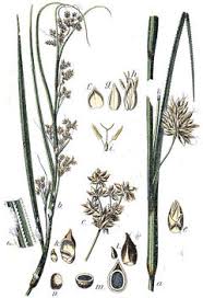 Image result for Cladium mariscus