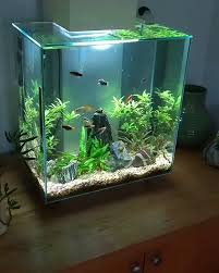 Are You Prepared To Improve Your Sales Technique By An Implementing Of Video Advertising Program Push Ahead And A Fish Tank Betta Fish Tank Aquarium Fish Tank