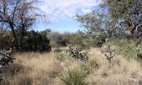 Image result for Microchloa kunthii