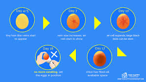 How to tell if your chicken eggs are fertilized. The Complete Beginner S Guide To Egg Candling