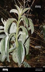 Image result for Tetradenia urticifolia