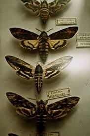 Missiemuseum Mission Museum Steyl The Netherlands C Elsbeth Vorstenbosch 2014 Nasekomye Cherep Brosh