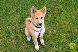 140 ferienhäuser & ferienwohnungen mit hund in norddeich für ihren urlaub provisionsfrei und günstig von privat mieten. Aiko Akita Inu