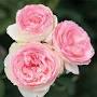 Profile Picture of Eden Climber® Rose, Climbing Roses - Edmunds' Roseson Google