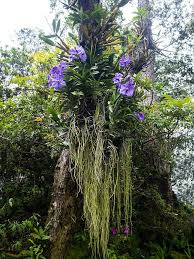 Image result for Vanda coerulea