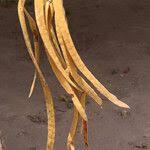 Image result for Markhamia obtusifolia