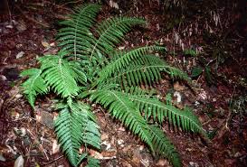 Image result for Ctenitis