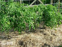 We did not find results for: Tomato Growing Secrets For Big Yields And Healthy Plants