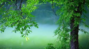 Perfect for your desktop home screen or for your mobile. Tree Leaves Summer Wallpaper Hd Nature 4k Wallpapers Images Photos And Background Wallpapers Den Nature Wallpaper Summer Wallpaper Beautiful Nature Wallpaper