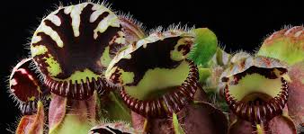 What are Carnivorous Plants? | ICPS
