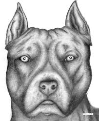 Pitbull Images Dibujos De Perros Dibujos De Pitbull Tatuajes De Perros Pitbull Cachorros pitbull registrados de calidad preciosos cachorros de pitbull, 1 macho y 1 hembra, registrados en akc. perros pitbull