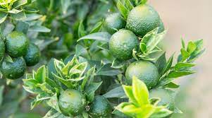 Follow our lime tree care guide for top tips and advice on how to look after your lime tree indoors in the uk. Our Guide To Growing Citrus In Your Own Garden Sunset Magazine