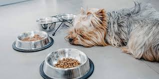 愛犬の腎臓が気になる！慢性腎臓病(慢性腎不全)対策の食事 | プレミアムドッグフード専門店・GREEN DOG(グリーンドッグ)公式通販