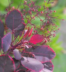 Blir cirka 1 m hög och bred. Cotinus Coggygria Lilla Jm51 Decidous Trees And Shrubs Assortment Shop Kordes Jungpflanzen