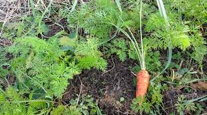 British Scientists Announce Solution for Carrot Cavity Spot - Growing  Produce
