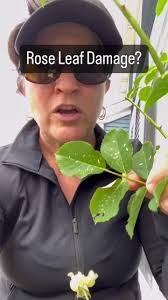 My Rose Plants Have Holes in Leaves