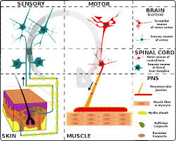 Image result for Peripheral Nervous System