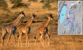 Über 7 millionen englischsprachige bücher. Friends Do Matter Adult Female Giraffes Live Longer When Surrounded By A Close Social Group Daily Mail Online