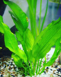 Echinodorus Bleheri Bundle Buy2get1free Amazon Sword Easy Live Aquarium Plant Freshwater Aquarium Plants Planted Aquarium Aquatic Plants