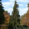 More than 100 forms and varieties have been named. 1