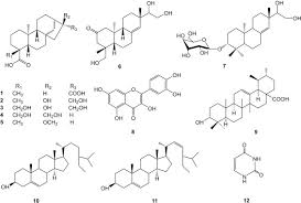 Image result for Campylospermum densiflorum