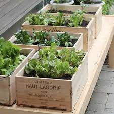 Alibaba.com offers modern wooden vegetable planter for superb agricultural efficiency. Container Gardening Growing Vegetables In Urban Planters