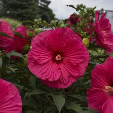 Check spelling or type a new query. Rose Mallow S Time To Shine Winnipeg Free Press Homes