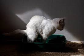 It's best used occasionally, when the cat is struggling with constipation. How To Quickly Make An Elderly Cat Poop When Constipated