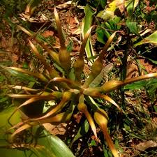 Image result for Crinum stuhlmannii