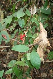 Image result for Gnetum africanum