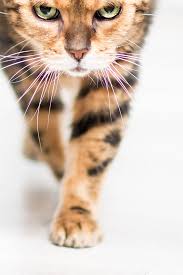 We did not find results for: La Tigresse Du Bengal Merceron Gaelle Flickr