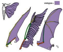 Maybe you would like to learn more about one of these? The Structure Which Are Similar In Their Morphology Anatomy Genetics And Embryology But Dissimilar In Their Function Geologic Time Scale Example Life Science