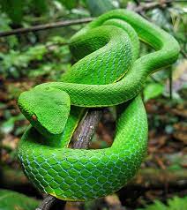 Skin So Beautiful Snake Beautiful Snakes Reptile Snakes