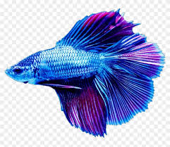 Other users can contribute their list based on the original design. Fish Beta Blue Siamese Fighting Fish Clipart 5144775 Pikpng