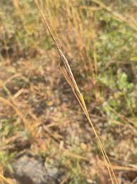 Image result for Heteropogon contortus