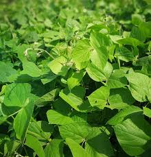 Image result for Dolichos