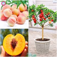 They can even be as small as check for the water needs of the plant and water it accordingly. New 5 Pcs Avocado Bonsai Very Delicious Dwarf Fruit Tree Sweet Organic Fruit Vegetable Pot Plant Diy Home Garden Easy To Grow3 Mimbarschool Com Ng